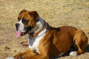 如何处理以拳师犬口臭问题（宠物的口腔卫生重要性及如何预防以拳师犬口臭）