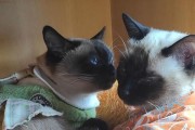两只猫为什么互舔？（探寻猫咪互舔的原因与意义）