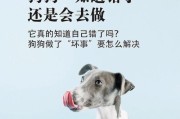 训练你的宠物狗狗，学会及时奖励！（建立狗狗与主人之间的信任，让训练更加顺畅）