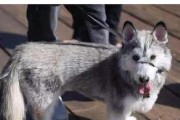格陵兰犬饲养全指南（了解格陵兰犬的性格与生活习惯，让您的宠物更健康幸福）