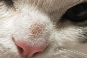 猫咪为什么经常抽鼻子？（探究猫咪抽鼻子的原因和意义）