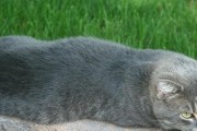 曼岛无尾猫的饲养方法（从选购到日常喂养，让你成为曼岛无尾猫的贴心主人）