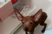 以鹿犬为伴——理想的宠物选择（鹿犬与孩子一起生活，幸福无限）