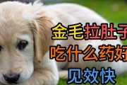 金毛犬的饮食禁忌与人类食品（宠物狗金毛的食谱搭配与禁忌，你了解吗？）