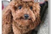 养泰迪宠物的消费明细与注意事项（养泰迪一月的消费清单及细致护理）