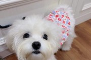 如何应对马尔济斯犬乱咬东西的问题（宠物主人必读，解决马尔济斯犬咬东西的困扰）