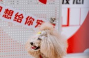 宠物取名趣事大揭秘（寻找宠物名字的绝佳创意与技巧）