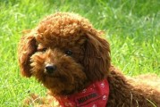 如何科学饲养贵宾犬（贵宾犬的饲养技巧与注意事项）