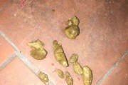 小狗的排便习惯与正常屎的特征（探讨小狗排便的频率、形状和颜色，为宠物主人提供参考）
