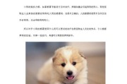 营养宠物，银狐犬不容错过的七大营养成分（全面了解宠物饮食营养，让您的银狐犬健康成长）