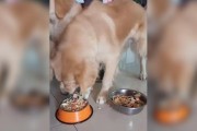 如何纠正金毛喜欢护食的问题（让宠物健康成长，告别护食烦恼）