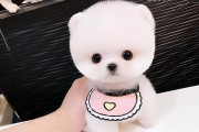 茶杯犬喂养注意事项（如何让你的茶杯犬健康成长）