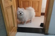 小狗吃了什么会拉肚子？（宠物主人必读的拉肚子原因解析）