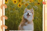 狗狗怀孕时间及照顾方法解析（了解狗狗的怀孕周期，保证母狗健康安全）