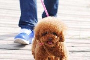 如何训练贵宾犬养成良好的吃饭习惯（从食物选择到定时定量，打造健康快乐的毛孩生活）