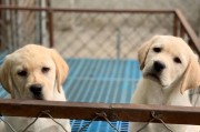 《拉布拉多犬的亲戚是什么？》（发掘拉布拉多犬血统的神秘另一面）