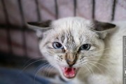 猫咪得脑炎的原因与预防（探究猫咪得脑炎的发病原因，科学预防助你的猫咪健康）