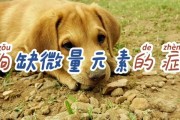 狗狗缺乏微量元素怎么办？（掌握营养调理，让宠物健康快乐。）