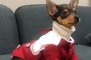 小鹿犬为何备受冷落？（探究小鹿犬鲜为人知的原因）