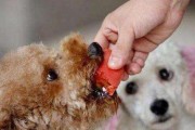 狗呕吐不食怎么办？（常见原因、应对方法以及预防措施）