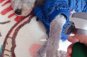 春季宠物狗狗护理（让你的狗狗健康快乐度过春天）