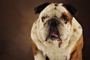 英国斗牛犬的冬季保暖指南（如何让宠物狗在寒冷的冬季温暖舒适？）