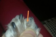 狗狗前爪侧面的指甲及其作用（探究狗狗前爪侧面指甲的结构和功能）