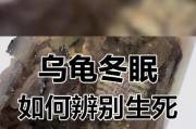 巴西龟冬眠的注意事项（保护龟类健康、安全过冬）