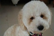 比熊犬缺钙的危害与应对（从宠物健康到生活品质，缺钙的后果不容小觑）