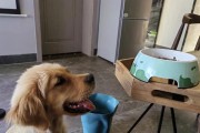 探究金毛食欲下降的原因（以宠物为主，帮助您解决烦恼）