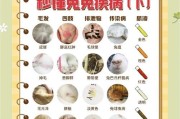 兔子球虫药的使用频率（了解兔子球虫药的使用时间和方法）