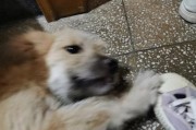 为什么狗狗喜欢咬鞋子？（狗狗行为习惯的探讨与养成）