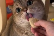 探秘猫咪饭（解密猫咪饭的制作秘笈，让爱宠更健康快乐）