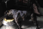 揭秘斯塔福犬的食物恐惧症（探究斯塔福犬最怕吃的食物是什么，解密食物恐惧源头）