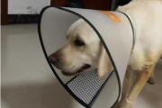 狗狗有皮肤病怎么办？3招轻松解决各种类型皮肤病
