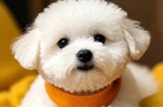 2块钱的硫磺皂能替代宠物沐浴露？狗狗硫磺皂洗澡真相