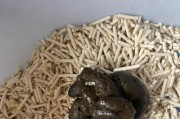 猫咪球虫药物治疗指南（全面了解猫咪球虫症及其药物治疗方案）