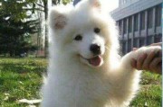 如何科学喂养萨摩耶（避免让萨摩耶营养过剩，让宠物健康快乐）