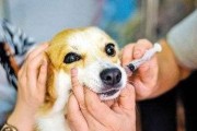 打疫苗，保护你的宠物健康不可少（以狗狗打疫苗需要注意的问题及解决方案）