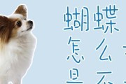 小蝴蝶犬护理全指南（宠物养护必备，让你的小蝴蝶犬更健康快乐）