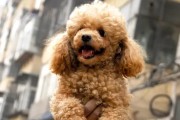 如何训练泰迪犬拒食？（从宠物饮食到科学方法全解析，让你的泰迪犬健康又可爱）