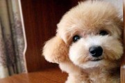 泰迪犬疫苗期间是否可以洗澡？（狗狗洗澡的注意事项和疫苗对洗澡的影响）