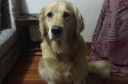 如何选择适合狗狗的训练年龄段（训练前必须知道的7个关键点）
