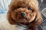泰迪为什么总是发生复呕吐？（铲屎官们面对这种情况该如何应对）