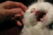 猫的繁殖周期（小猫的诞生与成长）