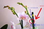 角百灵的饲养方法（打造健康、快乐的小伙伴）