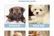 泰迪犬母狗乳房出水的原因及处理方法（探讨泰迪犬母狗乳房出水的原因和如何应对）