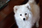 银狐犬（探寻银狐犬的魅力与珍贵性）