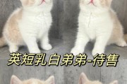 英国短毛猫价格高不高？猫咪市场行情调查！（探讨英国短毛猫价格及市场趋势，为您带来全面了解！）
