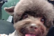 以德牧犬母狗的名字选择（揭秘如何为你的以德牧犬母狗取名）